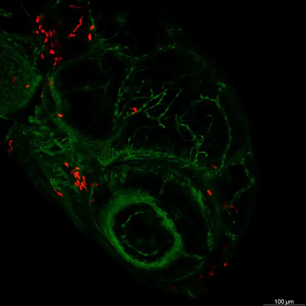 Larval imaging — Confocal · LIGHTNING LVCC