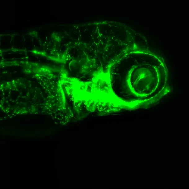 Fli1 / Lyz reporter zebrafish larva under fluorescence microscopy